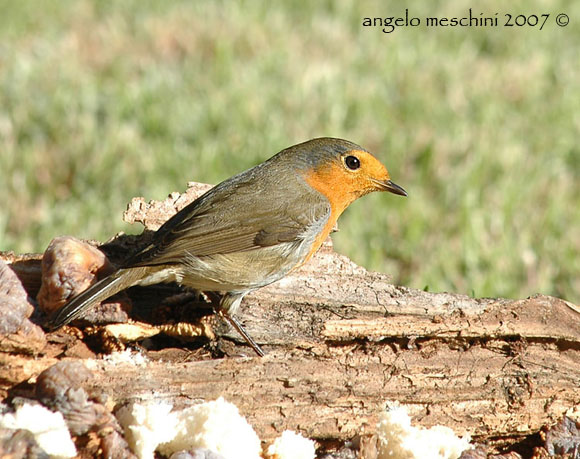 Pettirosso Erithacus rubecula